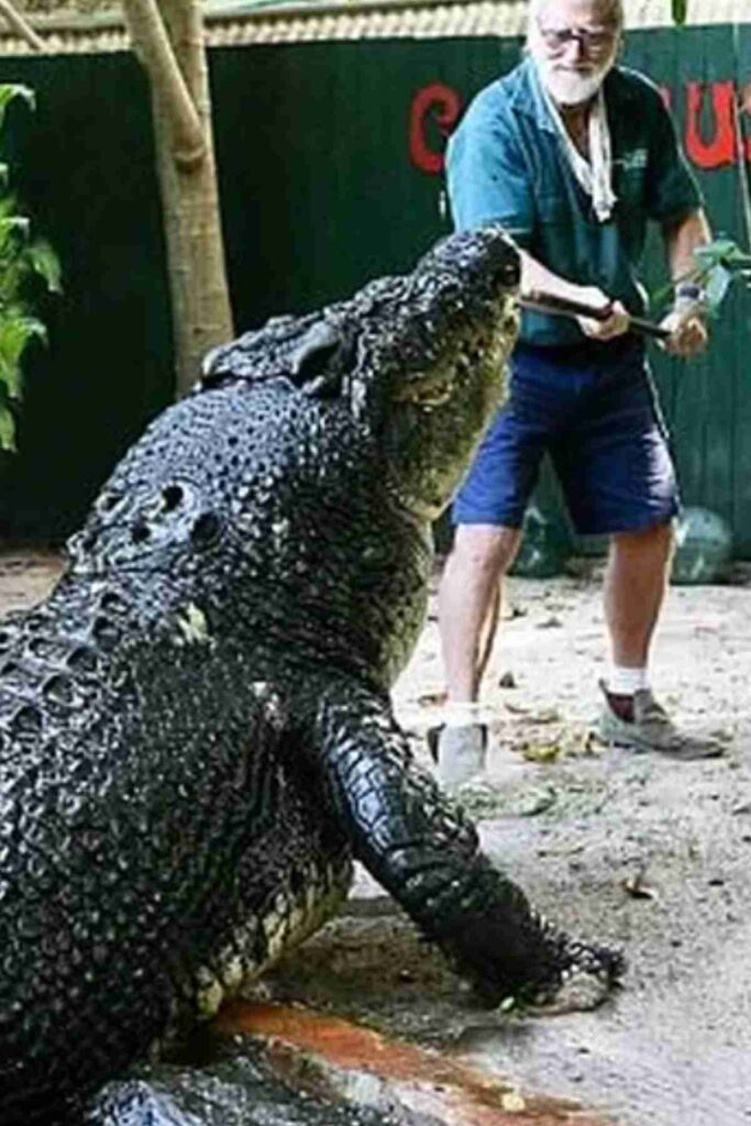 Maior-crocodilo-do-mundo