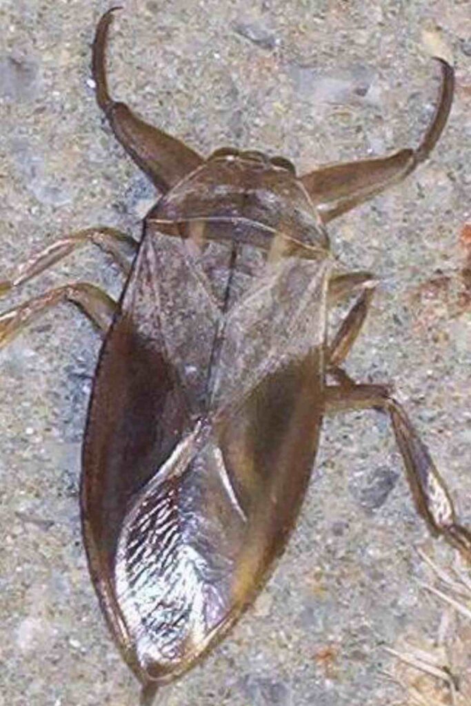 maiores-insetos-da-América-Latina