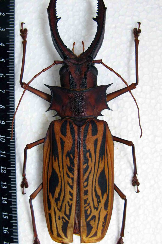 maiores-insetos-da-América-Latina