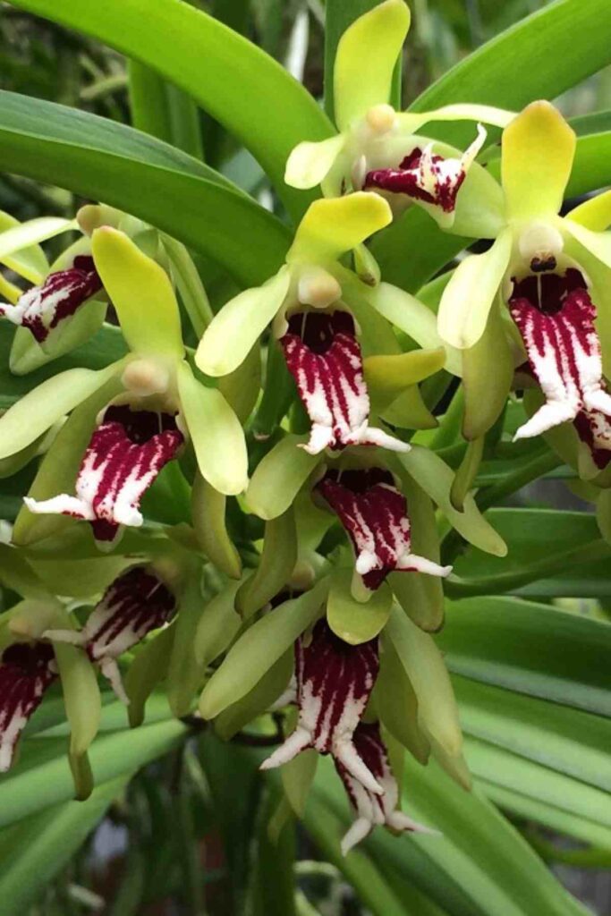 orquídea-vanda