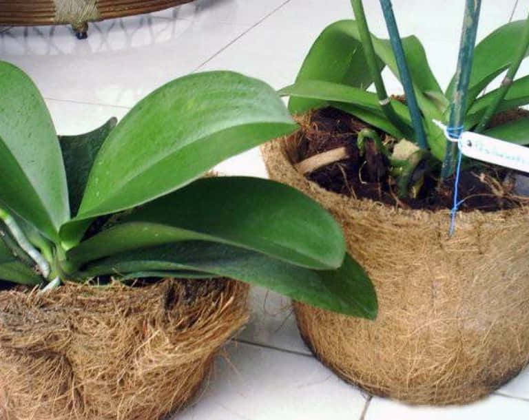 Vaso-de-fibra-de-coco-para-orquídeas