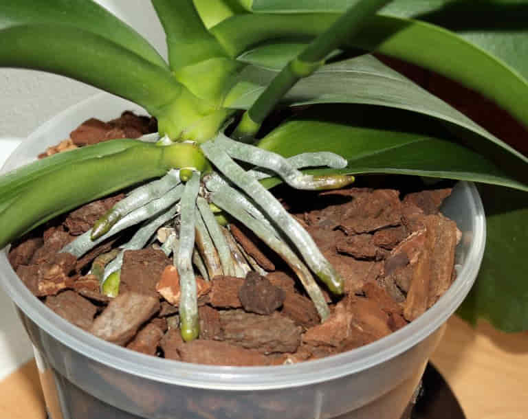 substrato-para-orquídeas-phalaenopsis