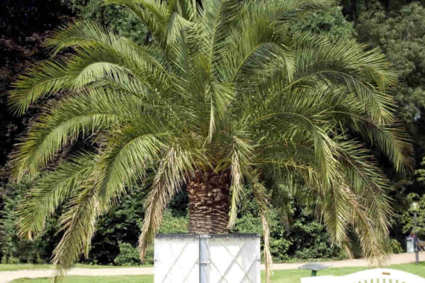 palmeira-fênix